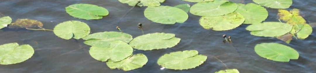 Smaragdfoto1 (640×480)